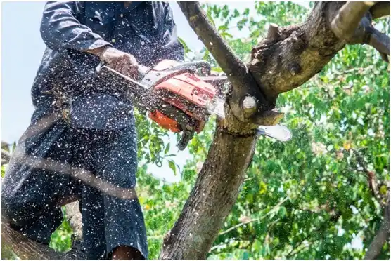 tree services Webbers Falls